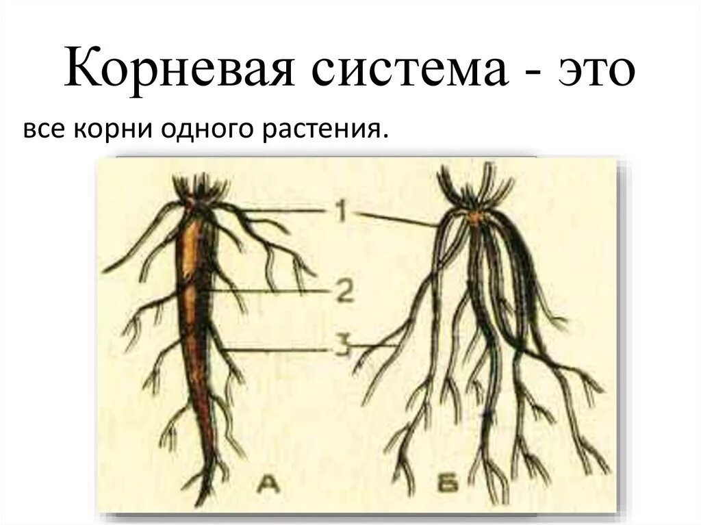 Корневая система растений образованы. Корень корневые системы 6 класс. Корневая система растений схема. Корень и корневая система. Корневая система цветка.