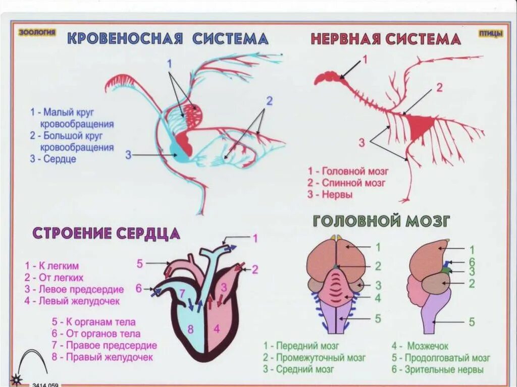 Кровеносная система птиц схема сердце. Кровеносная и нервная система птиц. Строение сердца и кровеносной системы птиц. Кровеносная система птиц сердце.