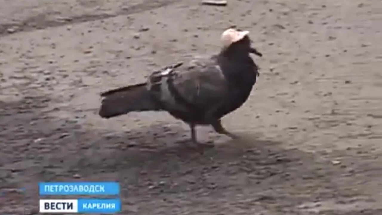 Голубь. Голубь в кепке. Боевой голубь. Голубь в кепке. Голубь в фуражке.