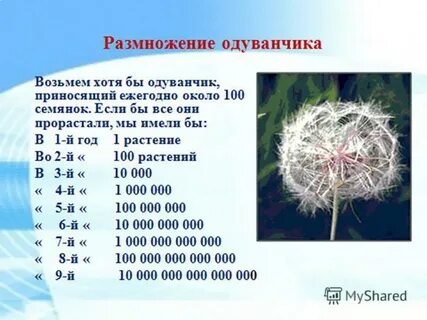 Размножение одуванчика