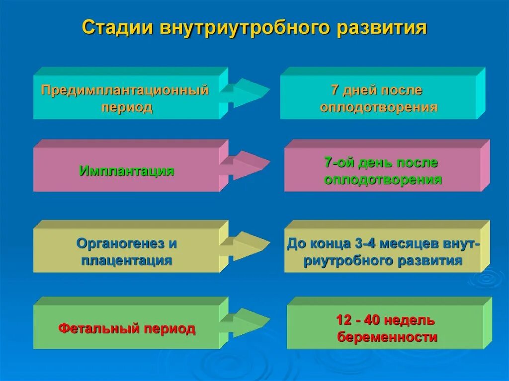 Внутриутробный период у человека длится. Фазы внутриутробного развития. Этапы внутриутробного развития. Этапы внутриутробного развития ребенка. Стадия внутриутротробного развития.