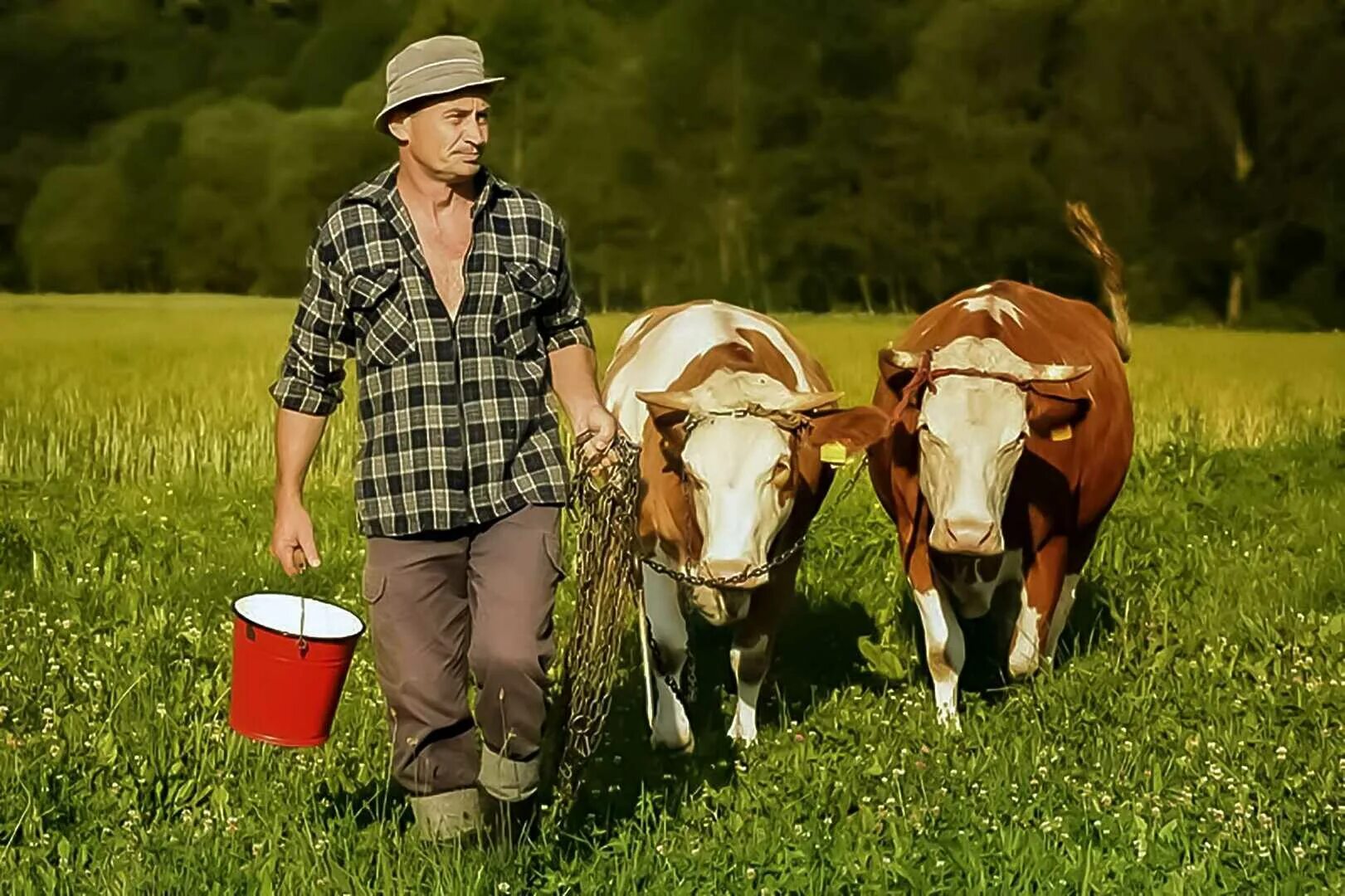 Теленок и человек. Мужик и корова. Мужчина в костюме коровы. Фермер с коровой. Счастливая корова.