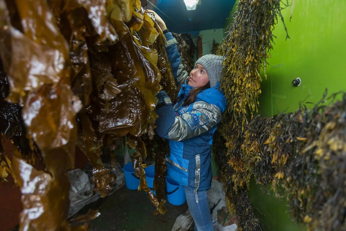 Сайт архангельских водорослей. Водорослевый комбинат Архангельск. Архангельский опытный водорослевый комбинат. Водорослевый завод в Архангельске. Водоросли комбинат Архангельск.