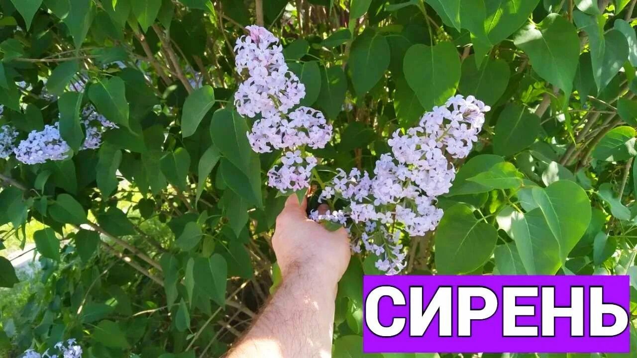 Петрухин сирень до срока расцвела. Бака апрельская сирень. ты как апрельский сирень.