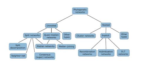 Net topic