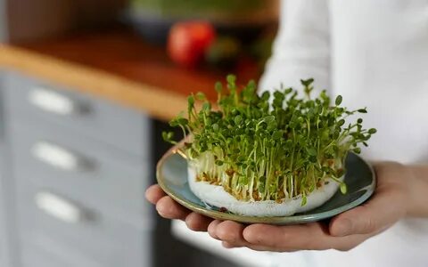 Как кушать микрозелень