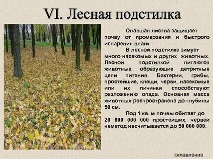 Опавшая листва цепь питания