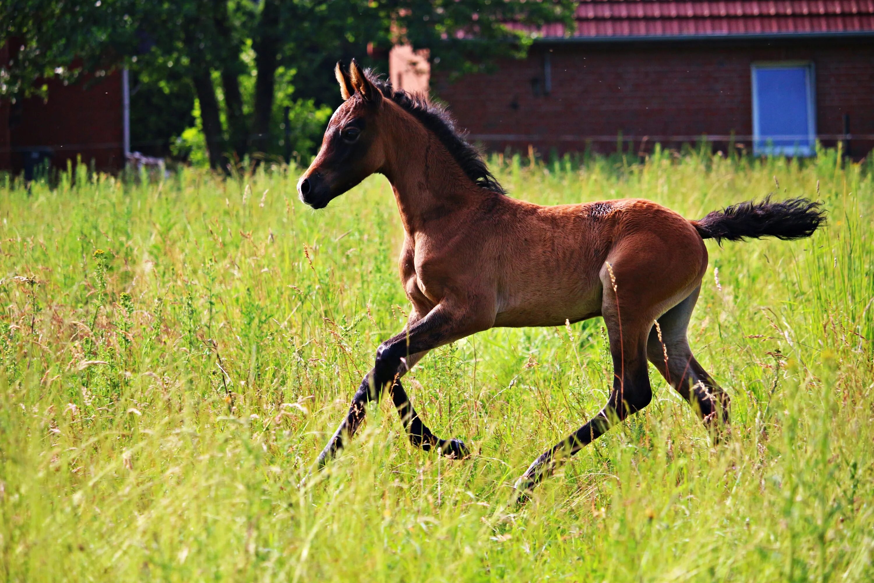 Лошадь Thoroughbred foal. Красивые жеребята. Жеребенок коричневый. Тракененский жеребенок.