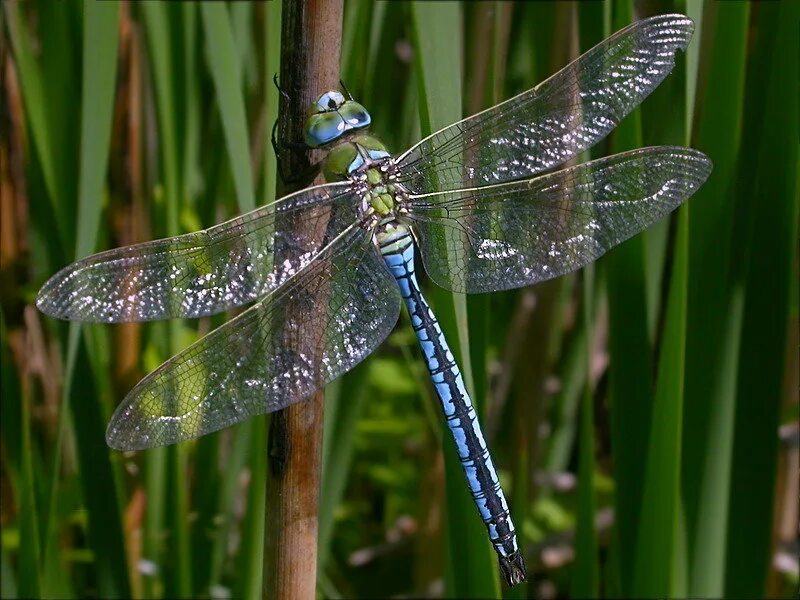 Лютка-дриада (lestes dryas). Дозорщик-император самка. Имаго стрекозы. Стрекоза императорский дозорщик. Драгонфлай стрекоза.