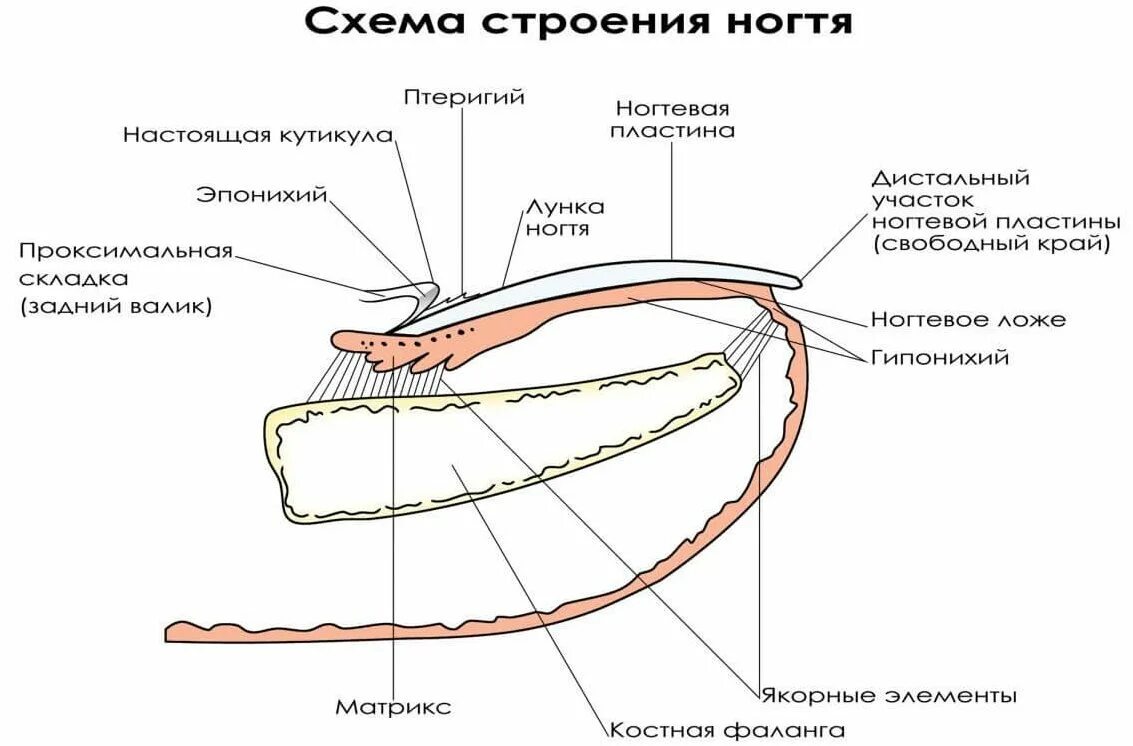 Ногтевая структура. Ноготь строение анатомия схема. Строение ногтевой пластины слои ногтя. Схема внутреннего строения ногтя. Строение ногтевого аппарата и ногтевой пластины.