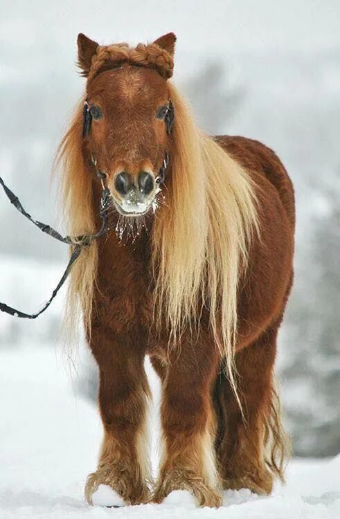 Pinterest Animal photography, Appaloosa horses, Animals
