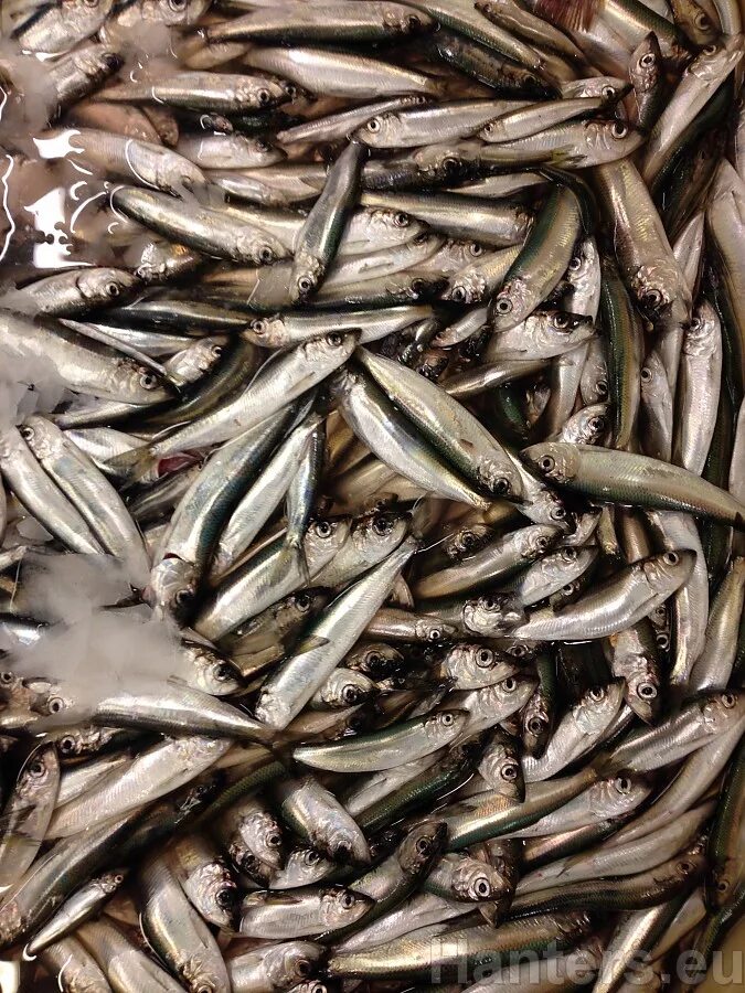 мелкая рыбка в амазонки газыается как химический элемент-металл. какая мелкая. верхоплавка и уклейка. хамса в черном море. салака черноморская.