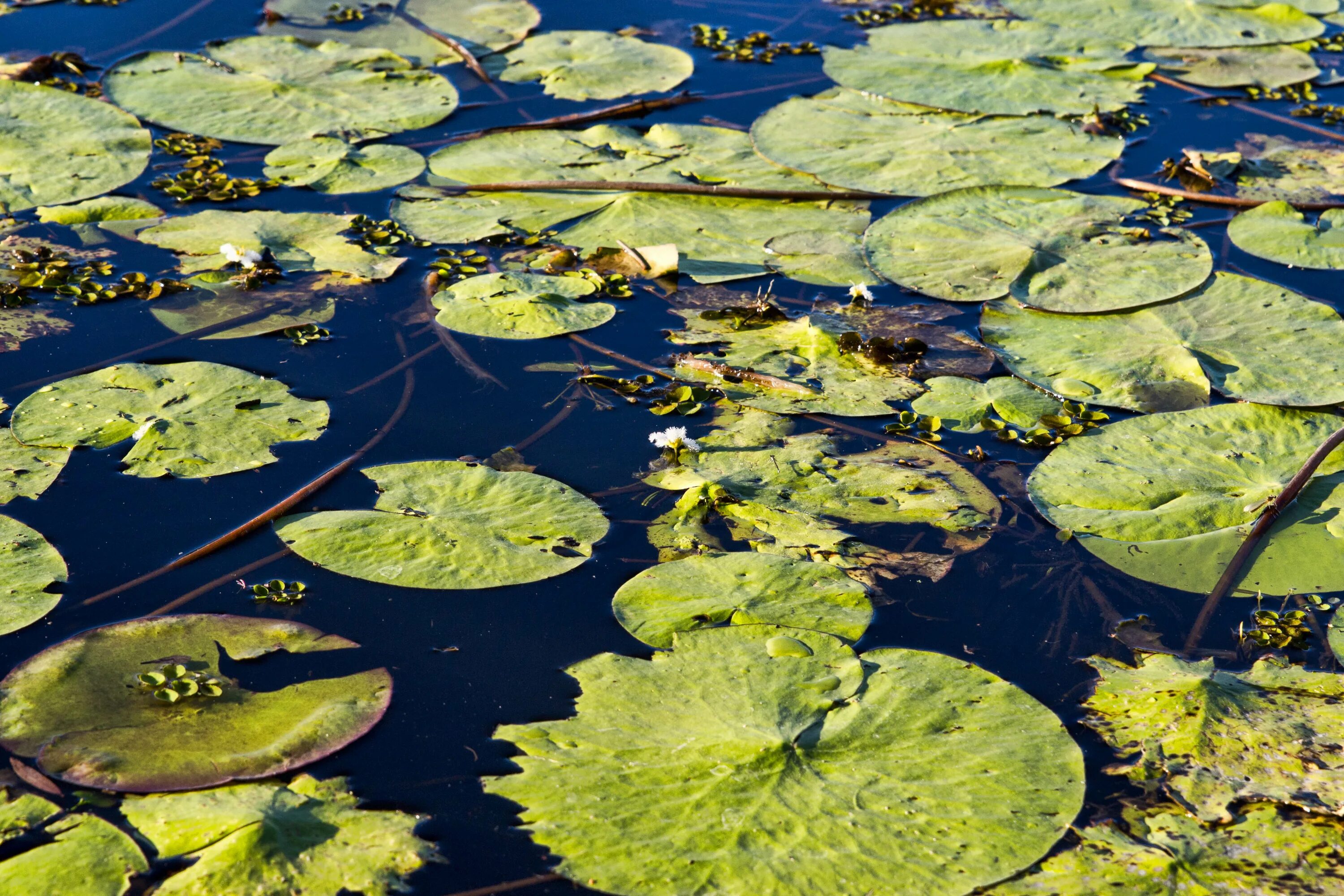 Водно-болотные угодья маврикий. Водоем заселенный. Водоем заселенный. Река вонча. Аир растение для пруда.