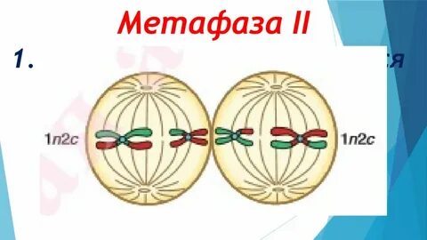 Метафаза мейоза 2 рисунок