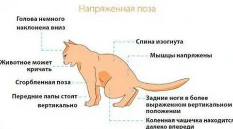 Почему кошка писать кровью