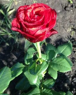 Prestige rose