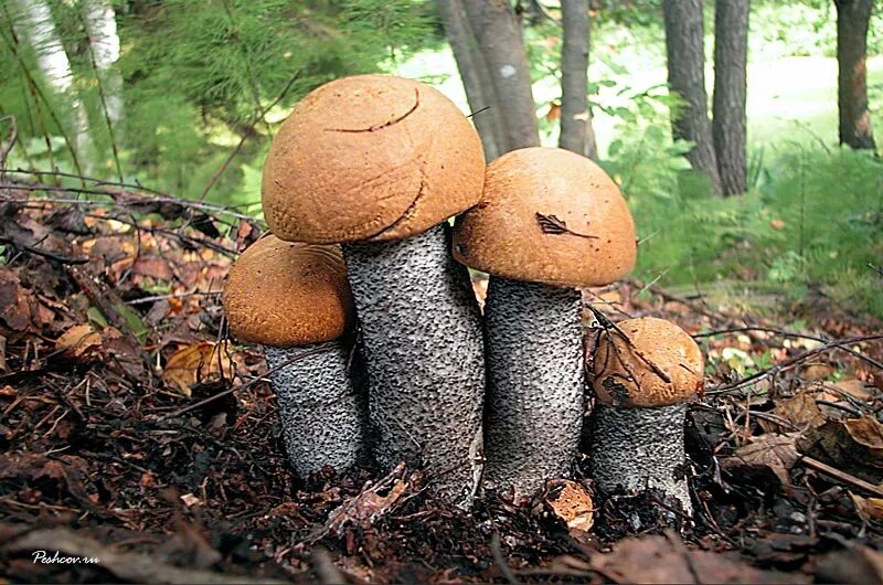 К чему снится собирать грибы подосиновики. Красноголовик гриб. Подосиновик гриб. Подосиновик Болетовые. Грибы подосиновики в лесу.