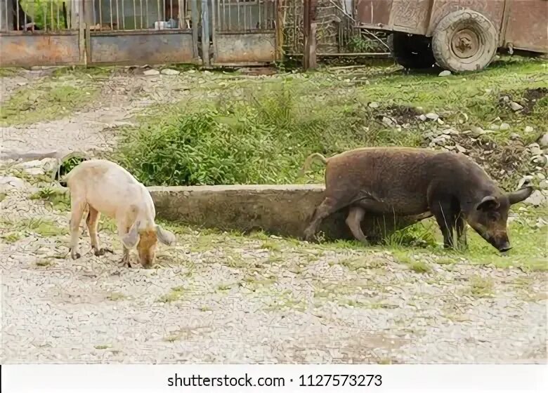 Как гуляют свиньи. Семья кабанчиков гуляет. Фото домашнее деревенское где свиньи гуляют.