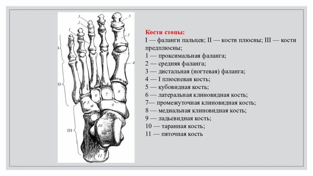 5 фаланга стопы. 2 Проксимальная фаланга стопы. Проксимальная фаланга пальца стопы анатомия. Проксимальная фаланга 1 пальца стопы основание анатомия. Анатомия дистальной фаланги пальца стопы.