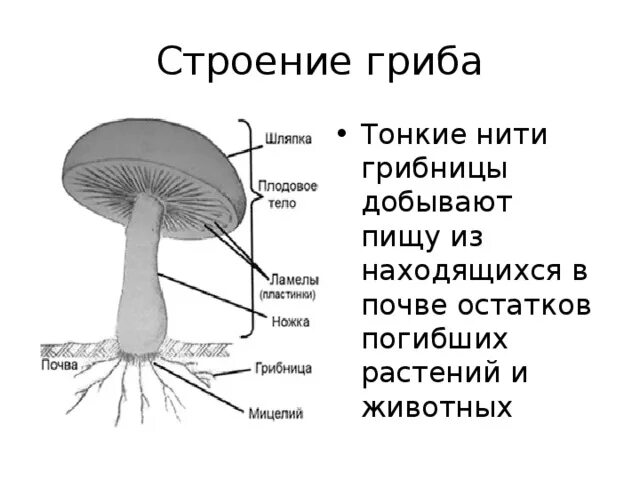 Главная часть любого гриба. Строение шляпочного гриба. Строение гриба 7 класс биология рисунок. Мицелий шляпочного гриба. Схема строения шляпочного гриба.