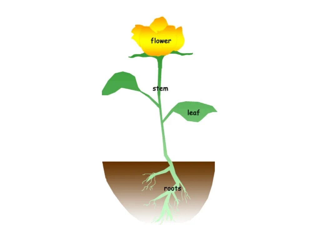 Стебель цветка. Стебли цветов. Цветок с корнем. Parts of a Plant. Planting the roots