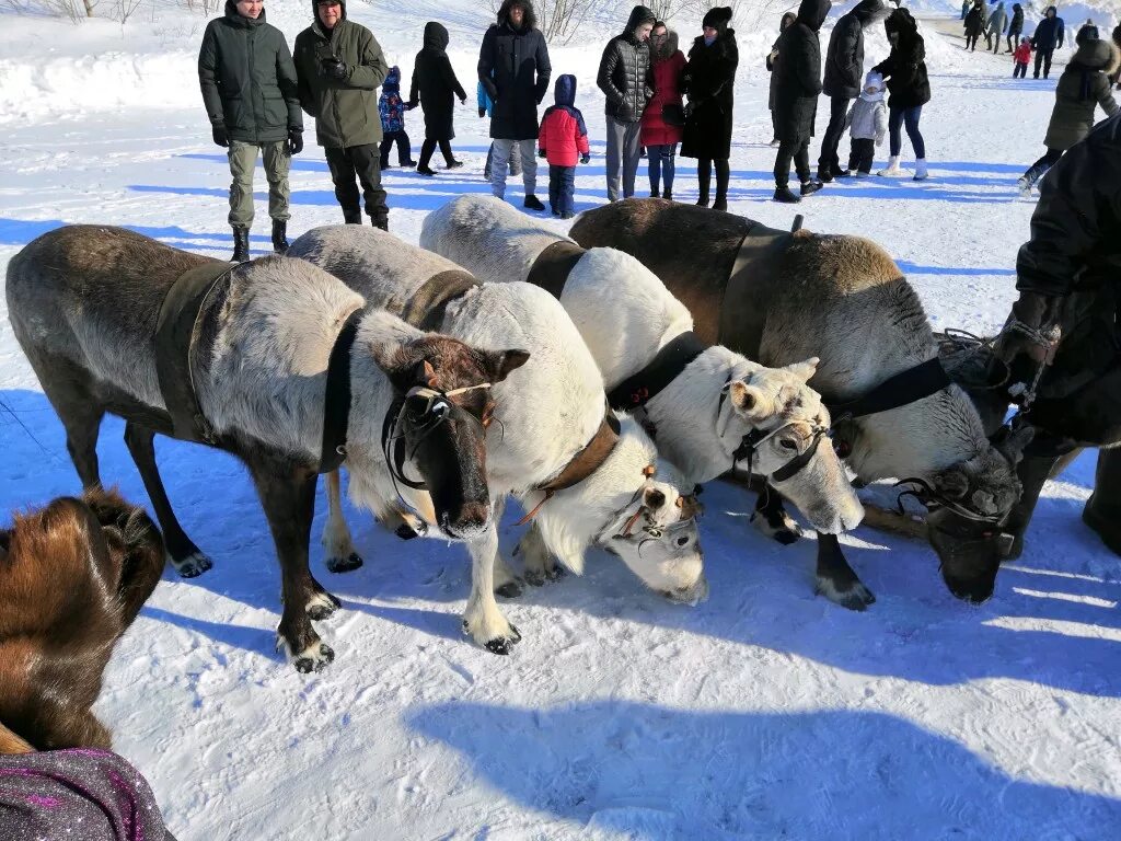 Праздник народов севера новый Уренгой 2022. Праздник оленевода в г новый Уренгой. Праздник народов севера новый Уренгой 2023.