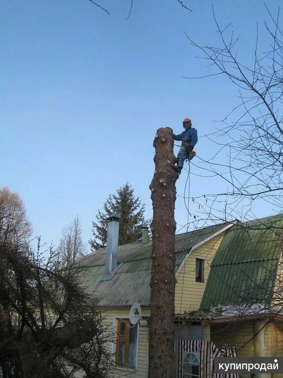 Спилить дерево на своем участке снт