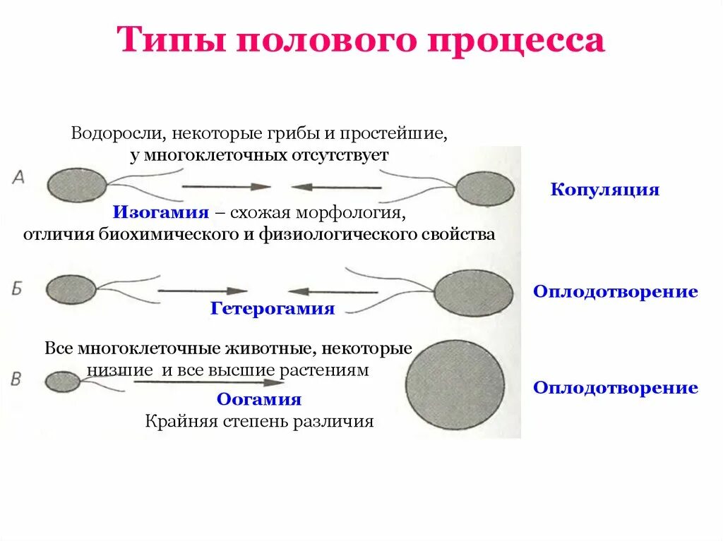 Прогрессивное размножение