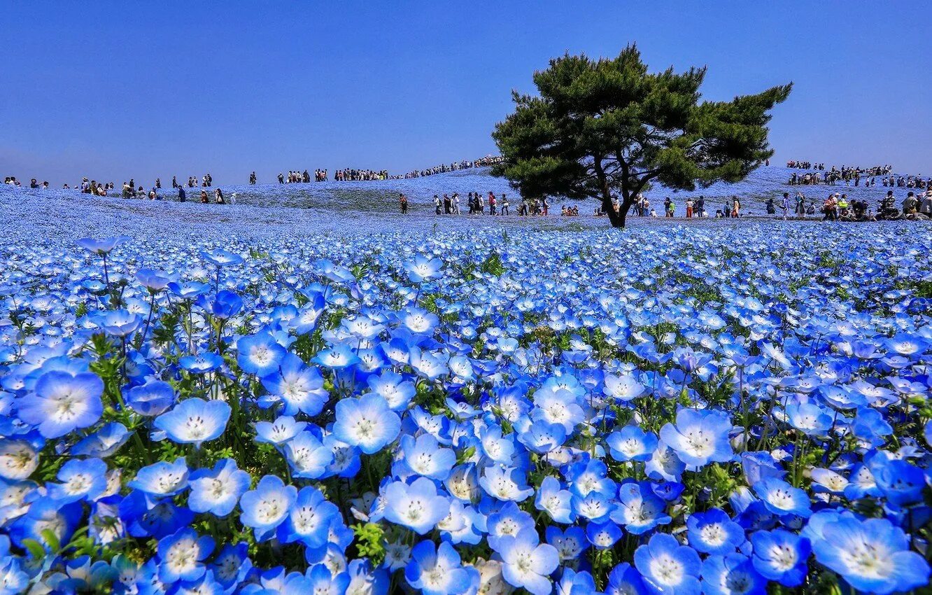 Национальный Приморский парк Хитачи, Япония. Цветы немофила национальный Приморский парк Хитачи, Япония. Хитачи Сисайд парк Япония. Хитачи парк немофилы.