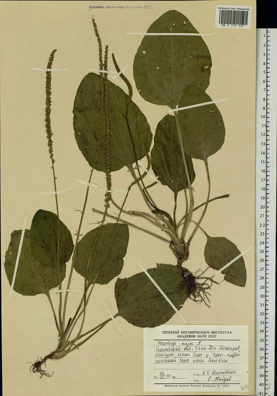 Как оформить подорожник. Plantago major гербарий. подорожник большой (plantago major l.). подорожника большого листья гербарий. подорожник фармакогнозия.