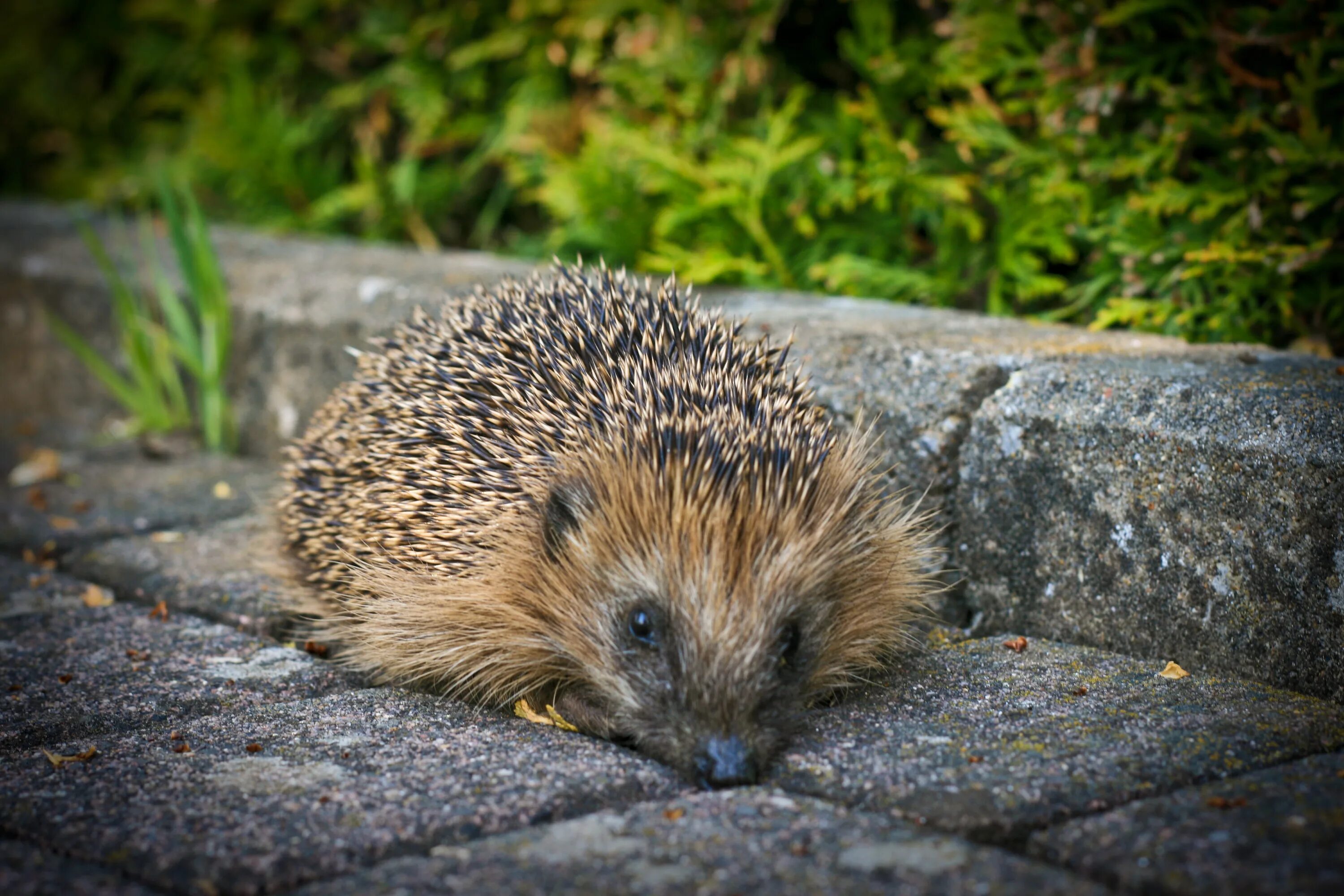 Еж относится к млекопитающим. Hedgehog. Еж ВК. Hedgehog Str. Hedgehog with British.