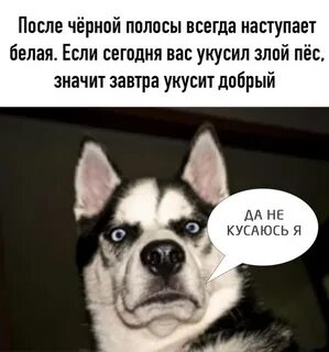 Белый следовало