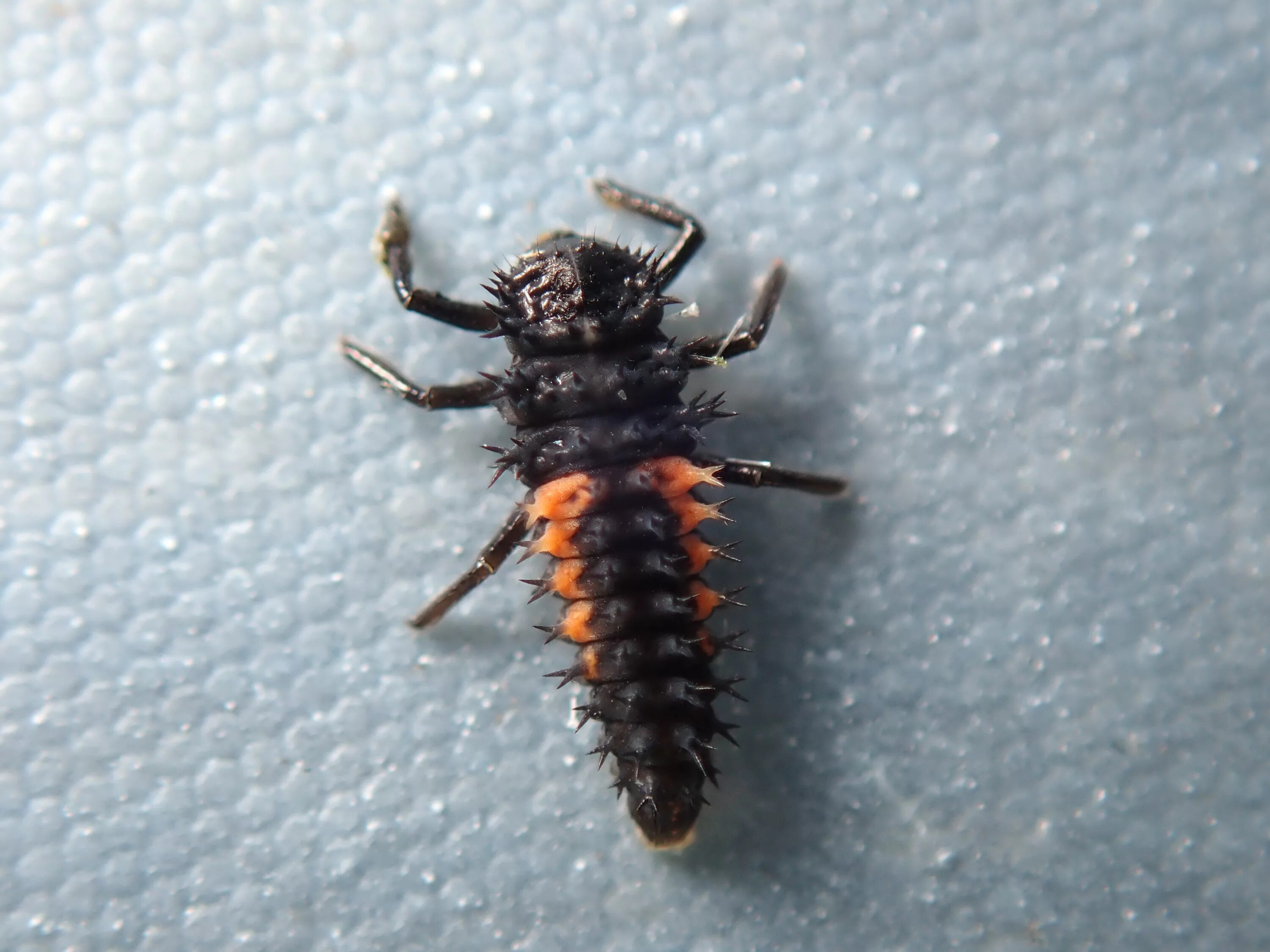 Coccinellidae Larva 