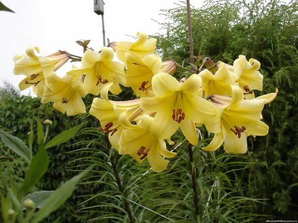 Tubular, giant lilies - my experience of planting and care Site about the garden