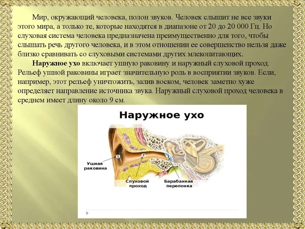 Слуховая система. Слуховая система человека человека. Нейрофизиология слуховой системы. Слуховая система презентация. Какие звуки слышать особенно приятно нарисуй источник