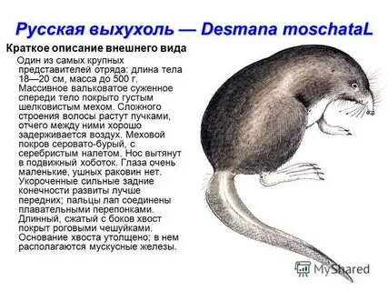 Выхухоль описание