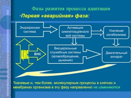 Общие закономерности адаптации