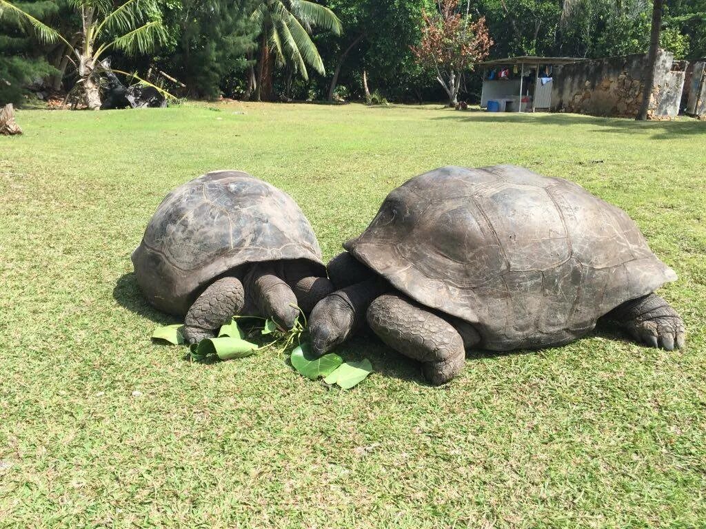 Сейшельские черепахи. Альдабрская черепаха Джонатан. Праслин Сейшелы черепахи. Черепаха Гарриет. Черепахи на Сейшельских островах.