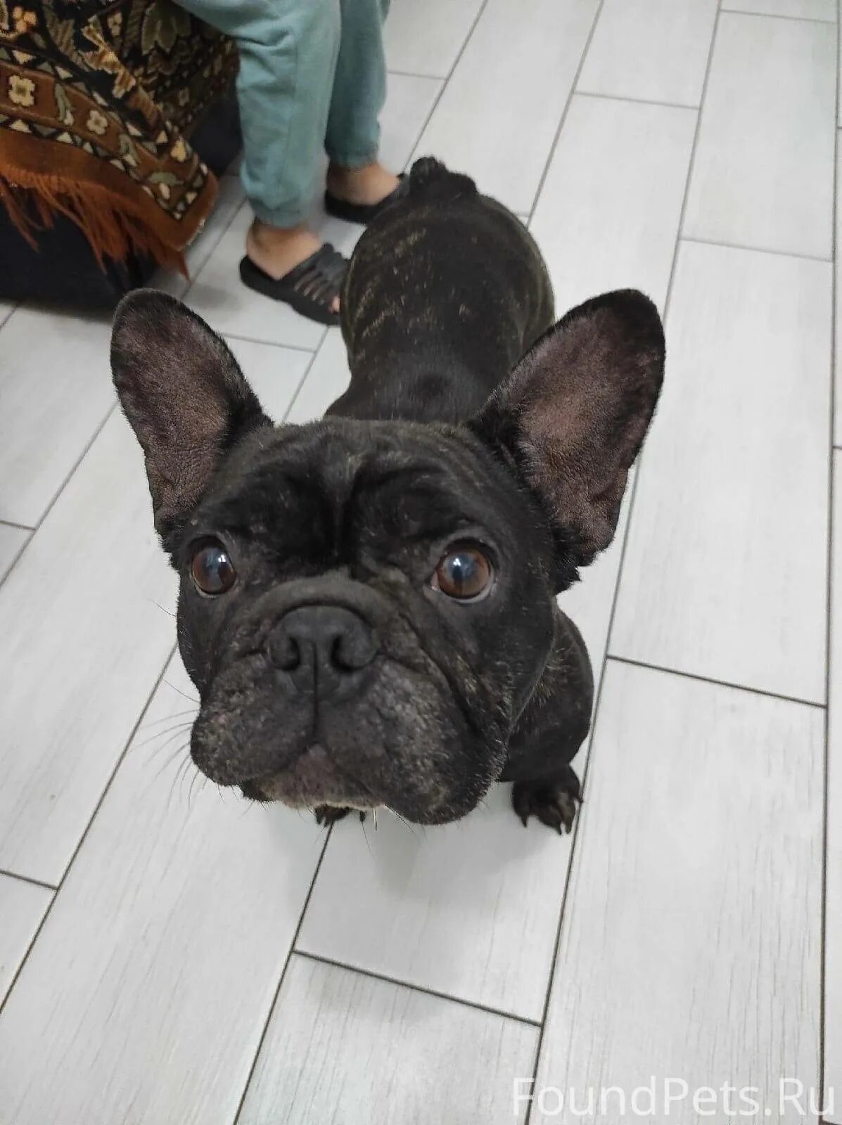 Пропал французский бульдог москва. Найден бульдог. Французский бульдог старый и седой. Французский бульдог на задних лапах. Найден бульдог.