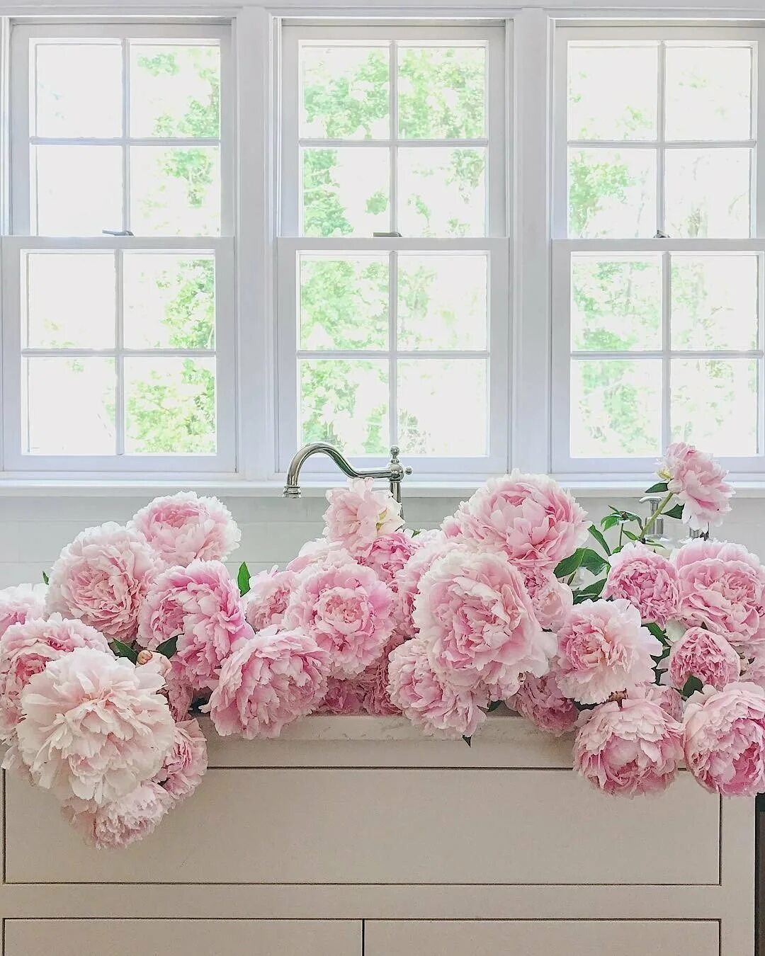 Нежно розовые пионы. Гисслер пионы. Пион нежно-розовый. Пионы пудровые 4к. Нежно розовые пионы.