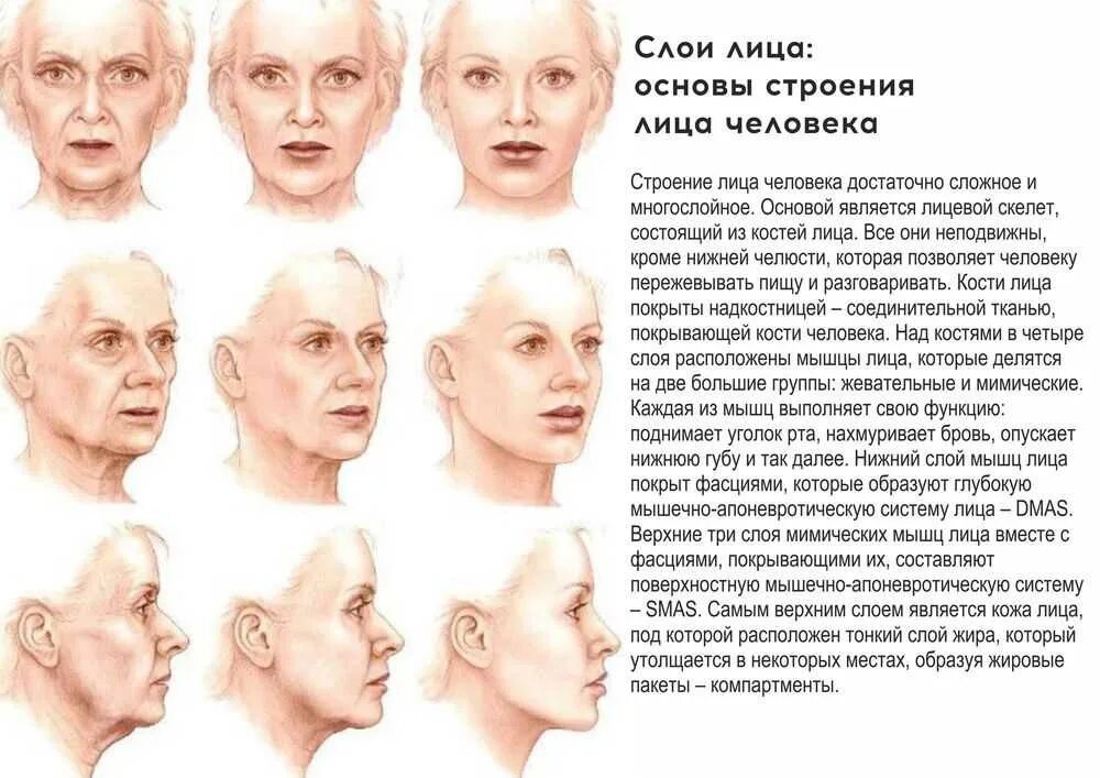 Какие изменения происходят с возрастом. Возрастные изменения лица. этапы старения лица. схема старения лица. возрастные изменения мышц лица.