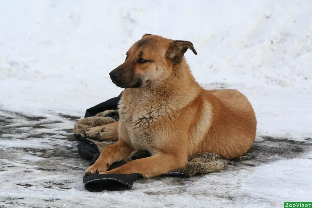 Собака татарстан