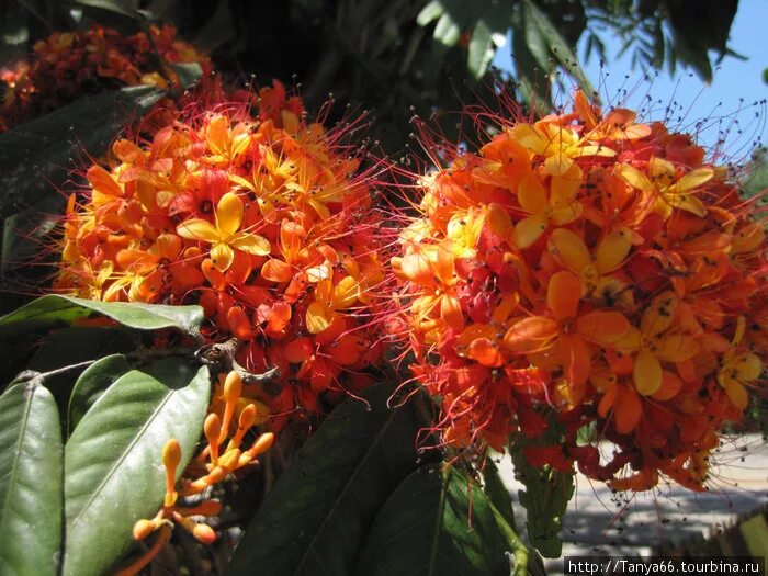 Растения Шри Ланки. Цветы на Шри Ланке.