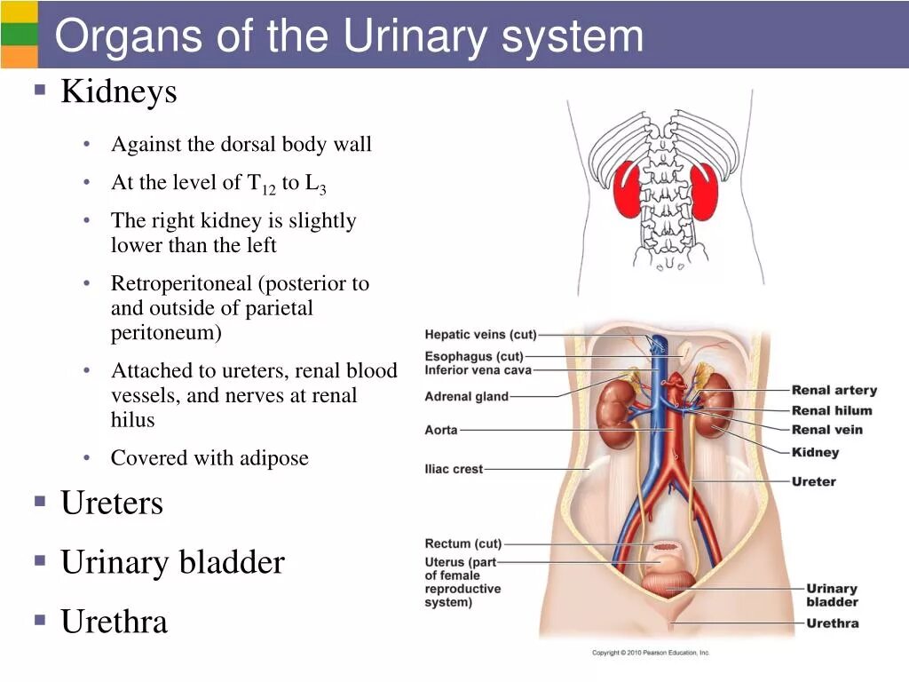 Urinary system. Urinary Organs. Urinary bladder renal System. Порядок the Urinary System.