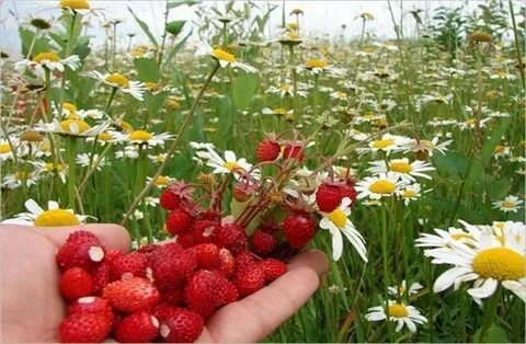 Жизнь всегда сладка