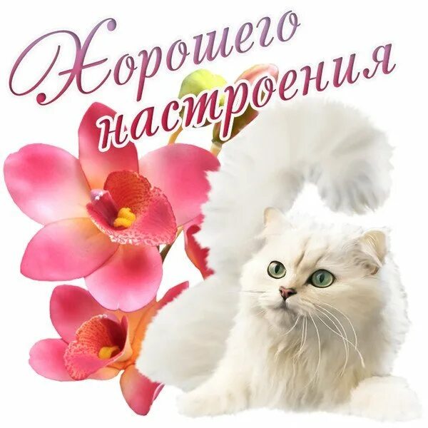 Хорошо прелесть. Прелесть открытка. открытки ты прелесть. открытки маленькая прелесть. открытки ты прелесть женщине.