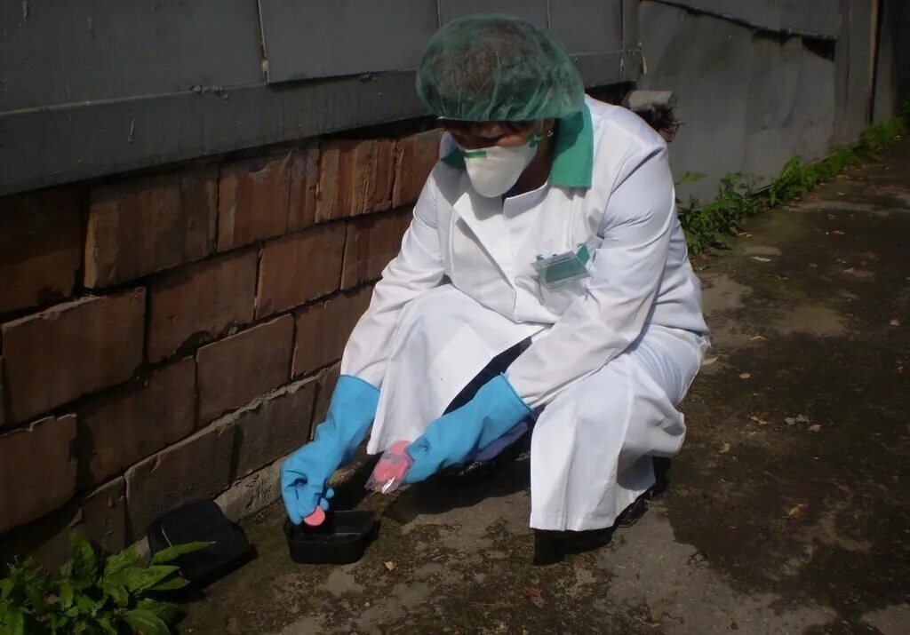 дезинфекция крыс. дератизация от грызунов. уничтожение грызунов дератизация. дератизация от грызунов. дезинфекция от грызунов.