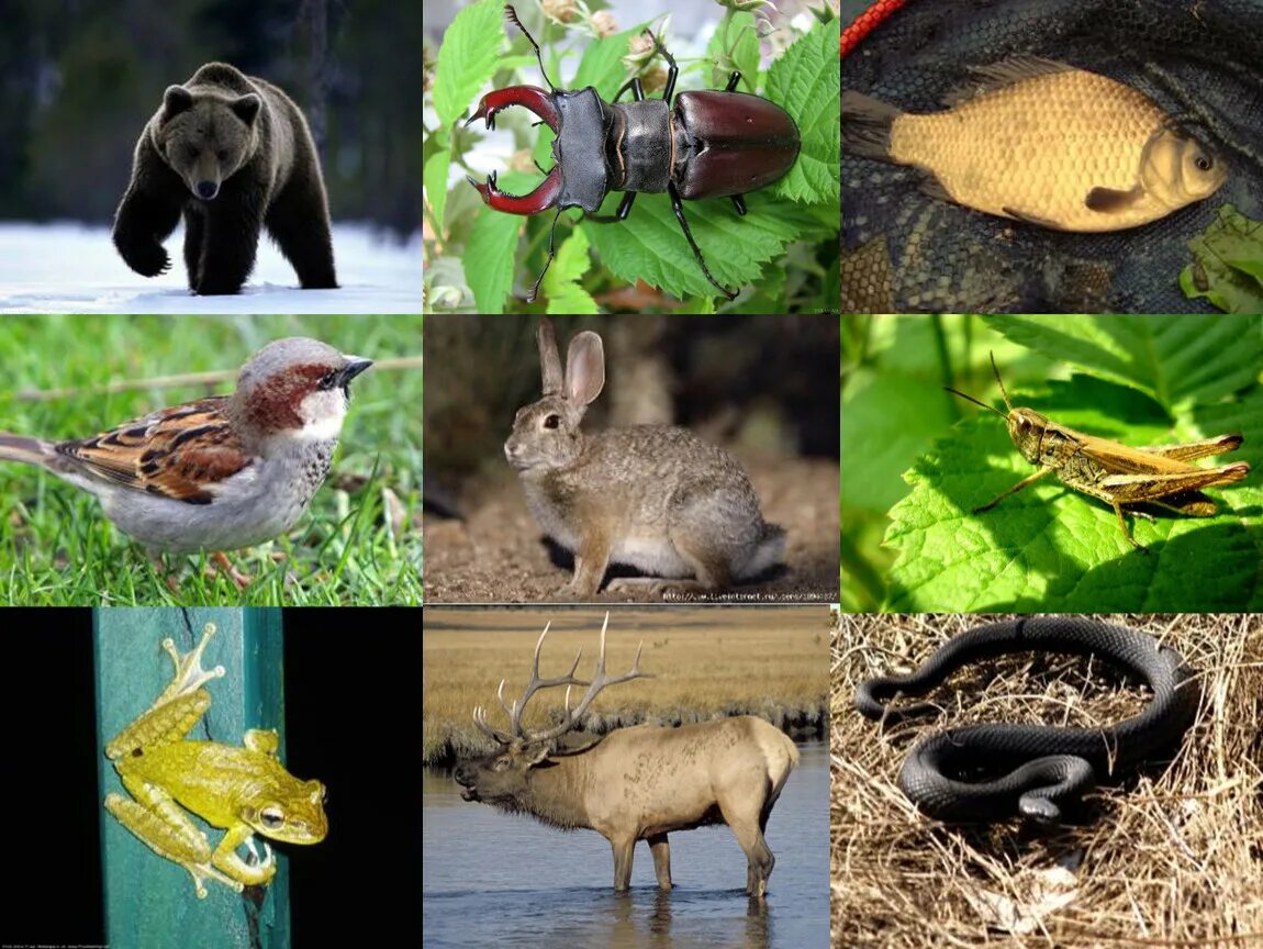Группы животных существуют. Разнообразие фауны. Какие бывают животные?. Какикакие бывают животные. Какие бывп.ют животные.