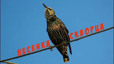 Голос скворца