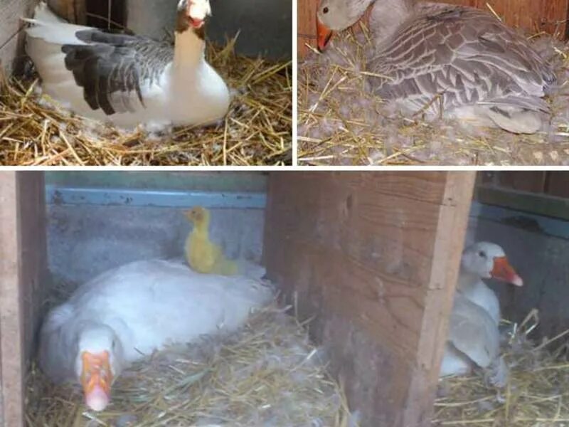 Схема кормления цыплят несушек. Яйца в курятнике. Куры брама яйценоскость. Куры несушки несут яйца. Средняя яйценоскость гусей.